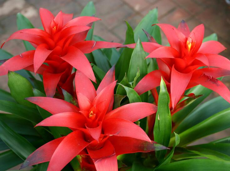 鸿运当头花价格