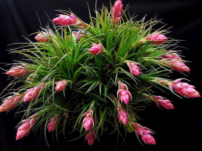 鸿运当头花价格