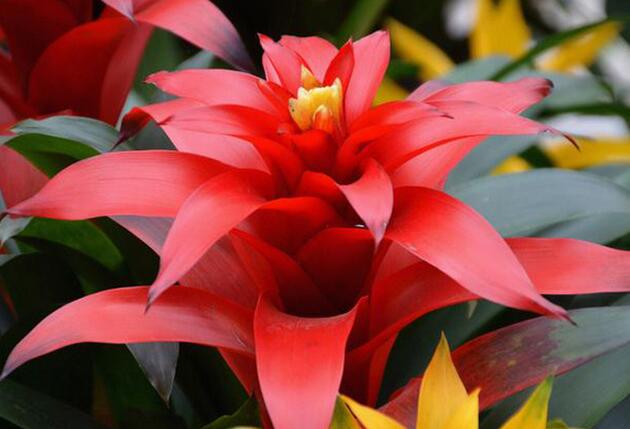 I鸿运当头花价格