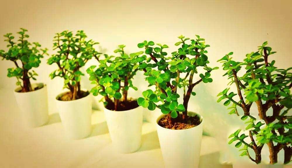 家居风水植物金枝玉叶 家居风水植物金枝玉叶