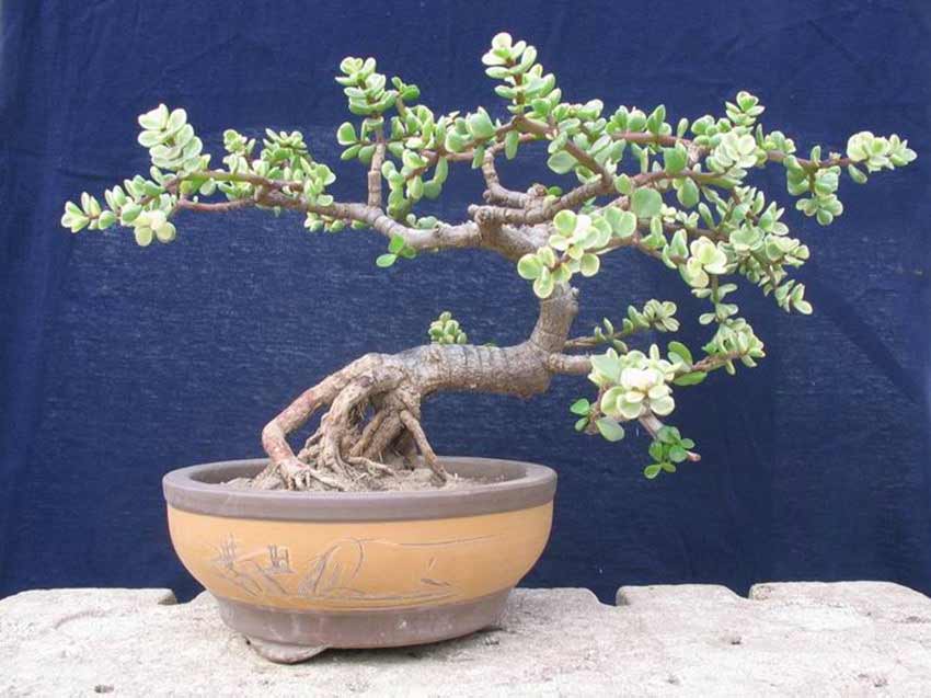 家居风水植物金枝玉叶 家居风水植物金枝玉叶