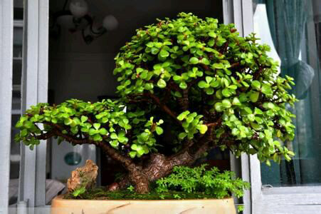 家居风水植物金枝玉叶 家居风水植物金枝玉叶