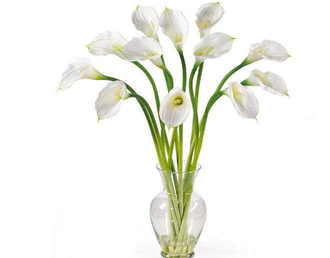 马蹄莲的养殖方法