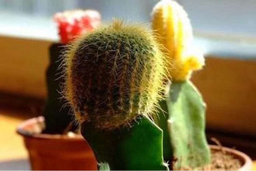 ÏÉÈËÕÆµÄÑøÖ³·½·¨ºÍ×¢ÒâÊÂÏî