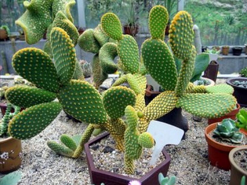 ÏÉÈËÕÆµÄÑøÖ³·½·¨ºÍ×¢ÒâÊÂÏî