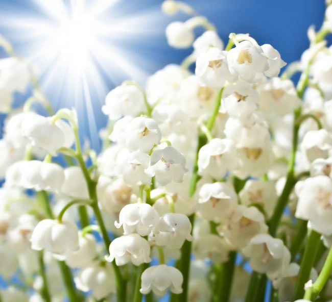 【每日花语】铃兰花语是什么?资深花艺师为你解答
