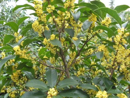 桂花树价格表