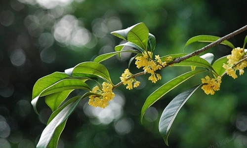 桂花树价格表