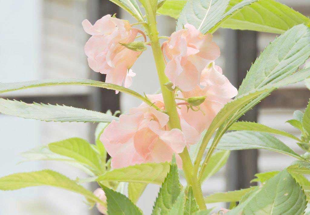 凤仙花粉哪里有卖