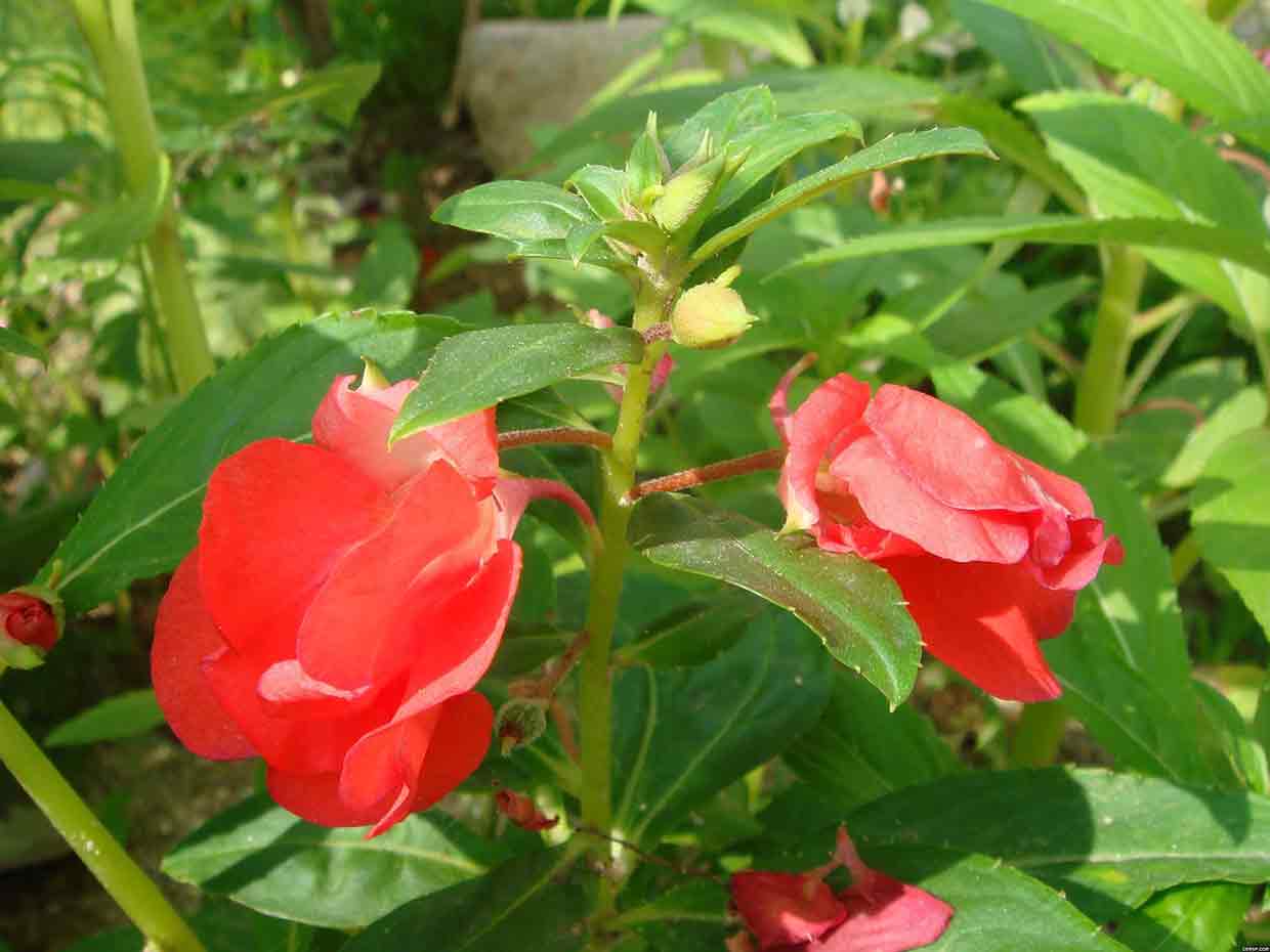 凤仙花粉哪里有卖