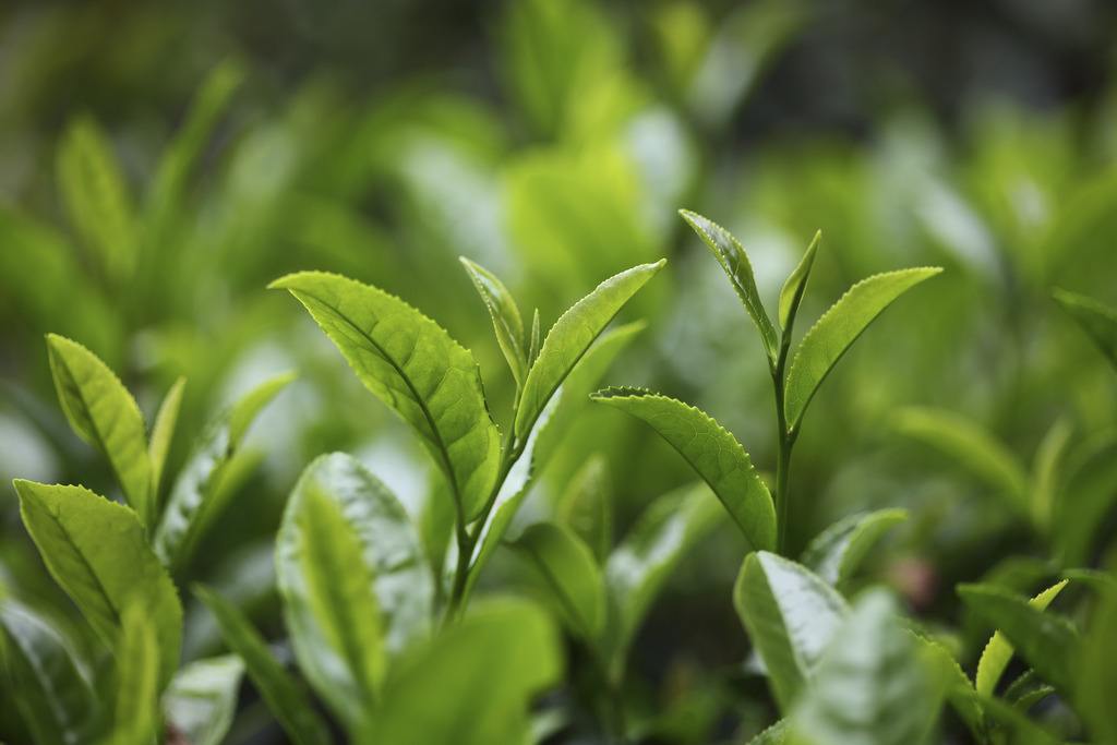 绿茶的功效与副作用