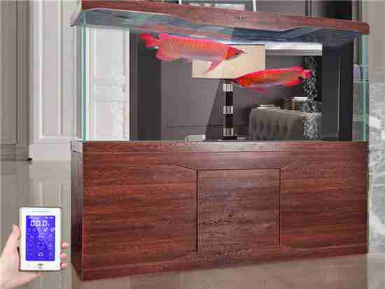 小鱼缸价格一般是多少