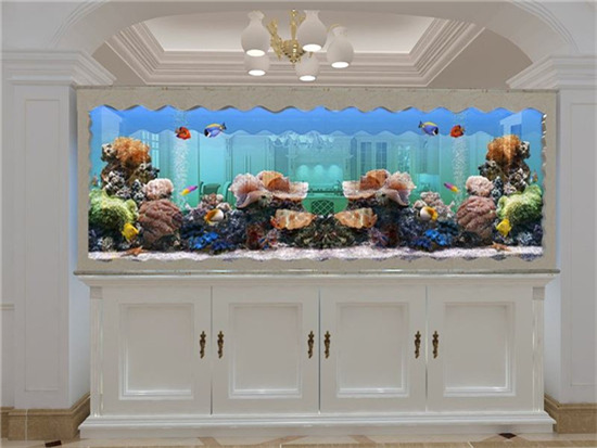 家里鱼缸养鱼有什么讲究，颜色如何搭配会旺财？