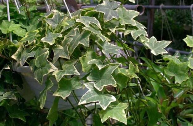 银边常春藤怎么养常春藤的养殖技巧