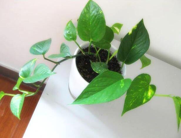 龟背竹水培图解 bj2016_08_11_16_31_55.jpg