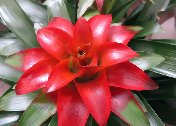 鸿运当头花的功效